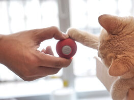 Cheerble Ball: Interactive Toy for Cats