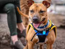 Dog Training Essentials Course